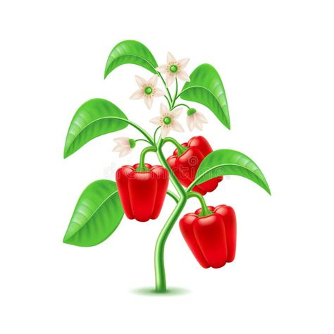 Bell Pepper Plant Clipart