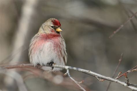 Common Redpoll | Audubon Field Guide