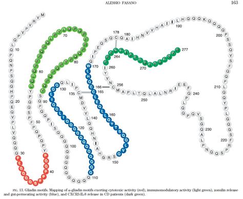 Celiac disease: How gluten invades and sets up an auto-immune reaction | Julianne's Paleo & Zone ...