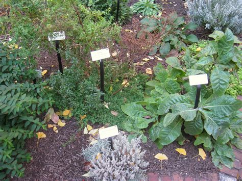 File:Benjamin Rush Medicinal Plant Garden - IMG 7245.JPG - Wikimedia ...