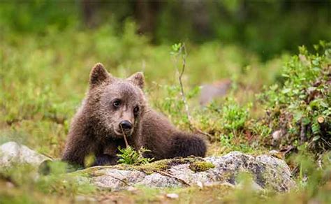 Wildlife Photography Trips in Finland | Wildlife Worldwide