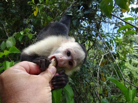 Want to feed the monkeys? Come and live the experience in Jungle Land Panama. Don't just visit ...