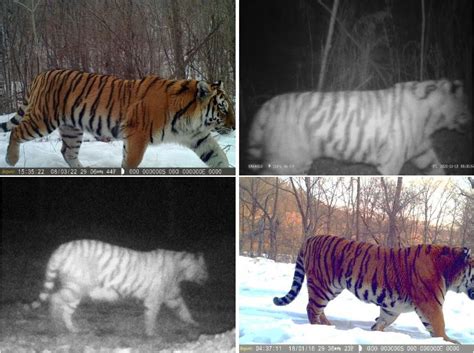 Northeast China showing signs of stable habitat for migrating tigers and leopards - WildCats ...