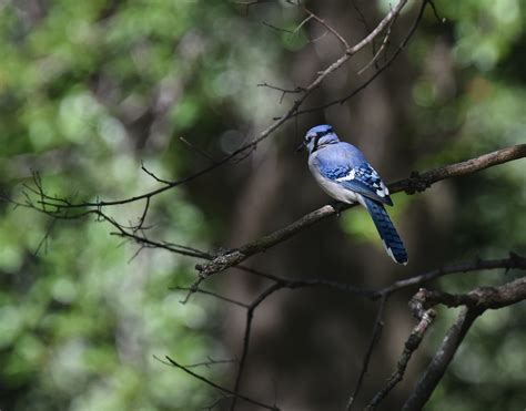 Wonders of Wildlife: Blue Jay | AWF