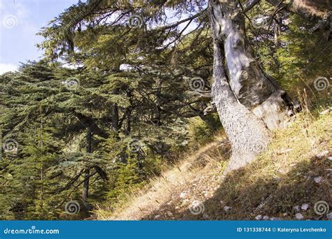 Cedar Forest in Lebanon. Old Lebanon Cedar. the Cedars of Lebanon ...