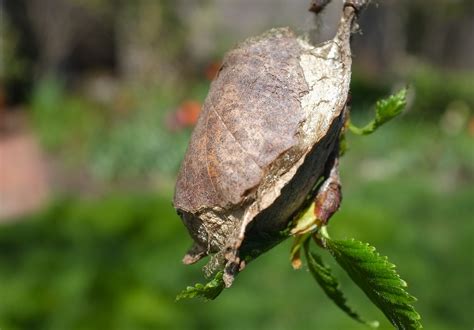 Update on Giant Silk Moth Cocoon | Kim Smith Films