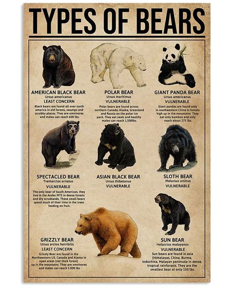 Types Of Bears | Animaux les plus drôles, Zoologie, Photos animaux sauvages