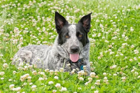 Australian Shepherd Blue Heeler Mix: Origin, Traits & Owner Guide