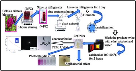 Representative view of the green synthesis stages, characterization and... | Download Scientific ...