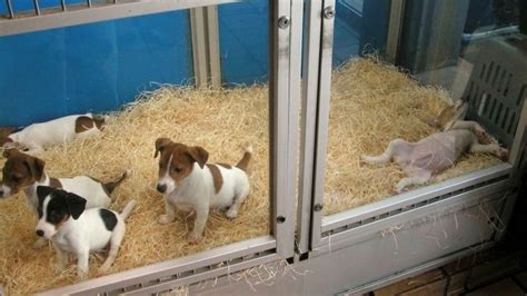 Pet shops at risk from drive to bar puppy trade | News | The Times