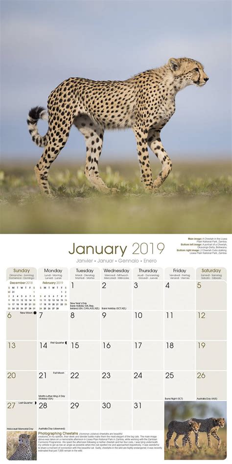 African Wildlife Calendar 2019 | Pet Prints Inc.