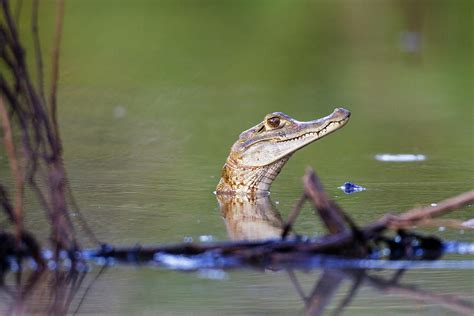 Young Caiman In The Rainforest At Tambopata River, Tambopata National Reserve, Peru, South ...