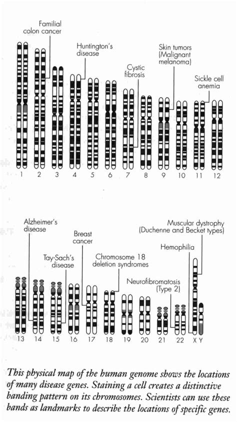 Genetic Linkage Maps