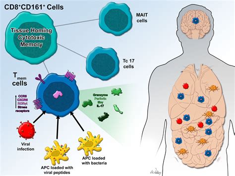 Cytotoxic T Cell Cartoon