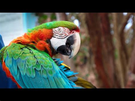 Volunteer at the Bolivia Wildlife Sanctuary | The Great Projects