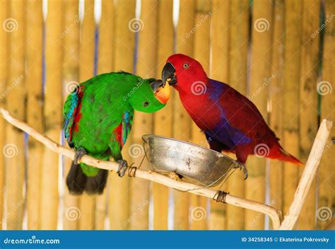 Two parrots on a branch stock image. Image of emotions - 34258345