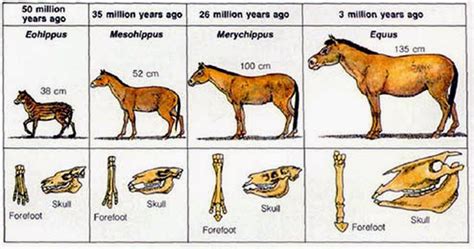 Rice County 4-H Equine Knowledge: Origin of the Horse