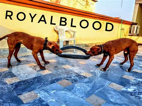 Royal Blood Kennel