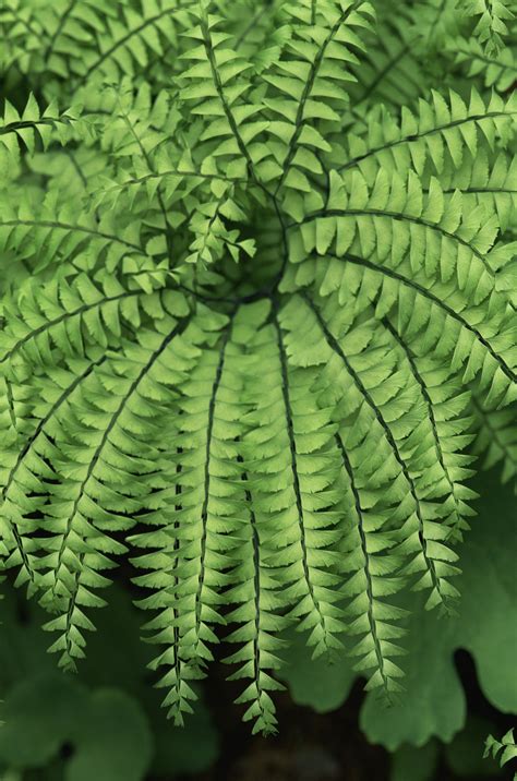 How to Grow and Care for Maidenhair Fern Indoors | Ferns garden, Best ...