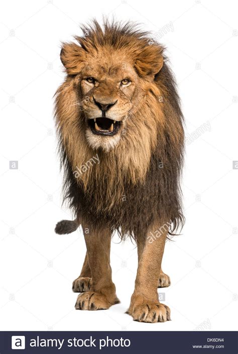 Free download Lion Roaring White Background High Resolution Stock ...