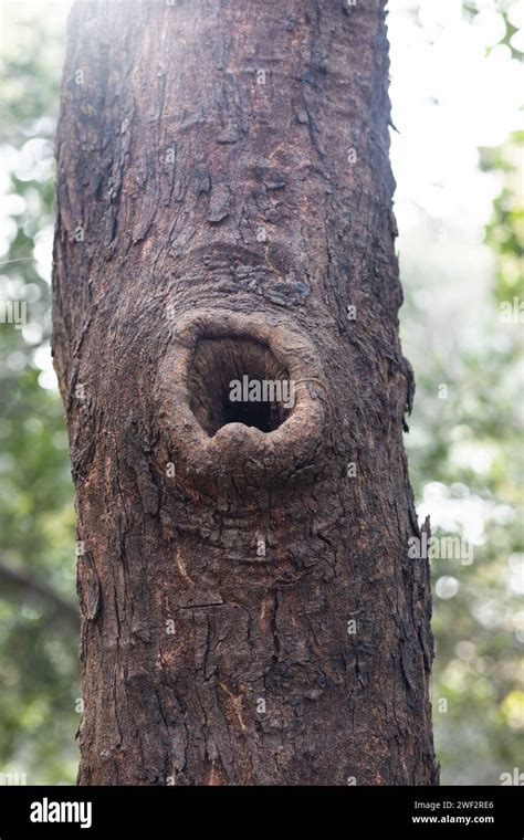 Fungus Trees and Their Unique Story Stock Photo - Alamy