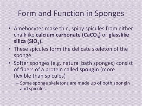 Phylum Porifera Ms. Adams’ Zoology. - ppt download