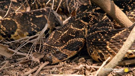 What Can a Puff Adder Snake Bite Do to a Rhino? Smithsonian Magazine