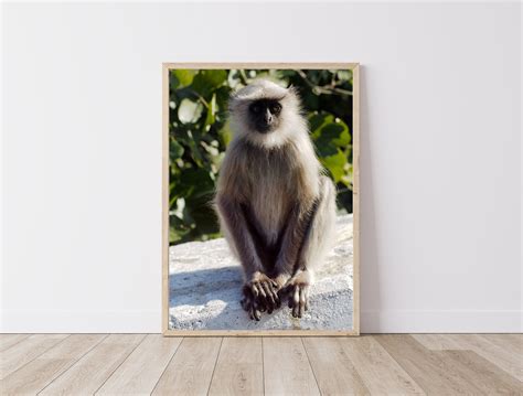 Baby Monkey Print Nursery Wall Art Cute Monkey Photo Indian - Etsy