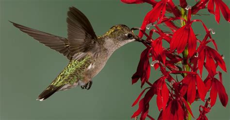 Best Flowers for Hummers How To Attract Birds, How To Attract ...