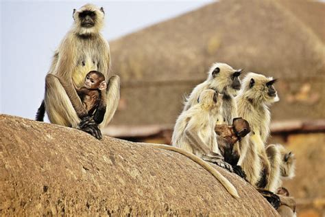 Ranthambore Photography Tour - Ranthambore Wildlife Photography Tour