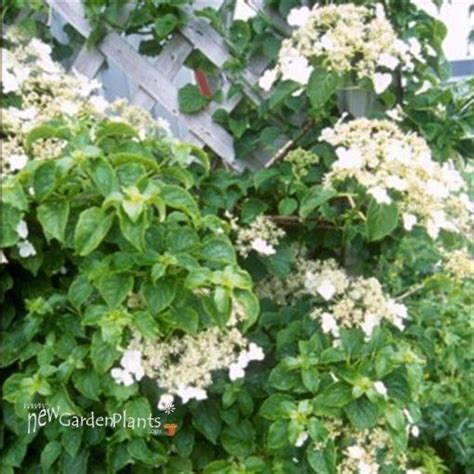 Hydrangea petiolaris. New Garden Plants