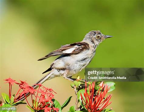 78 Florida Mockingbird Stock Photos, High-Res Pictures, and Images ...