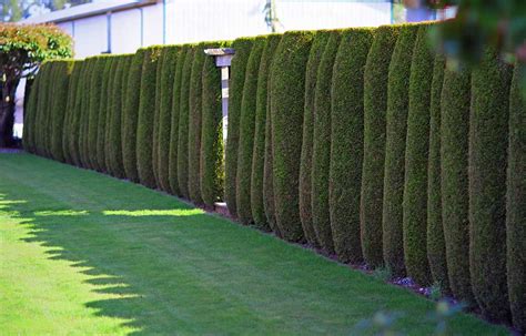 Cedar trees: Top Tips for Cedar Planting – Fraser Valley Cedars