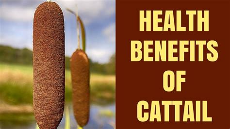 Health Benefits of Cattail: Cattail Facts, Cattail Plant Uses - YouTube