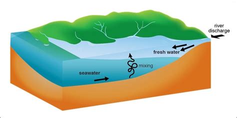 Describe Three Natural Uses of an Estuary - Jay-has-Meyer