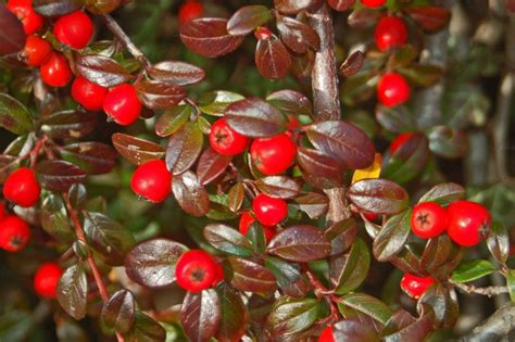 Cotoneaster dammeri | Cotoneaster, Flowers, Evergreen shrubs