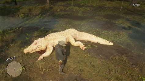 Red Dead Redemption 2 - Legendary Alligator Location (Bull Gator) - YouTube