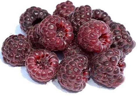 Raspberry Varieties Comparison - Raspberry