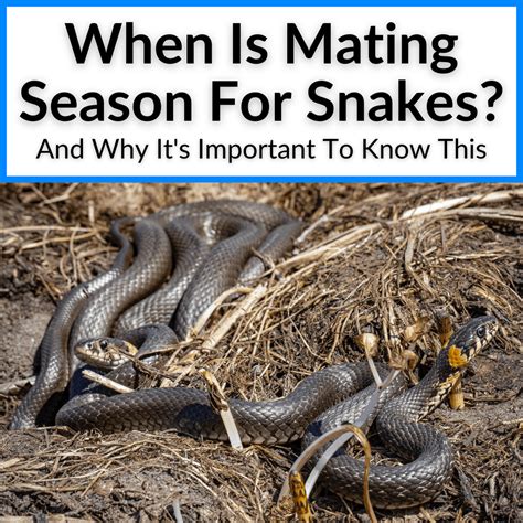 When Is Mating Season For Snakes? (And Why It's Important)