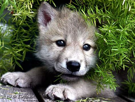 Cute Wolf Puppy Wallpapers - Top Free Cute Wolf Puppy Backgrounds ...