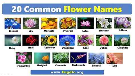 20 Common Flower Names | Basic English Vocabulary - YouTube