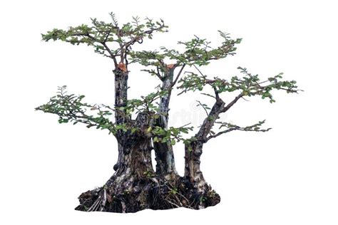 Dragon Tree Bonsai Stock Photos - Free & Royalty-Free Stock Photos from ...