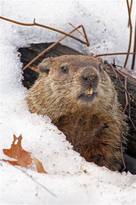 How to prevent and control groundhog damage