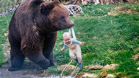 Risking its life, the bear brought the baby to people. Why the animal ...