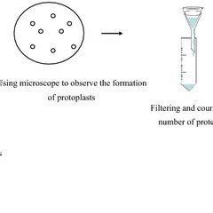 Basic steps of the protoplast-mediated transformation | Download ...