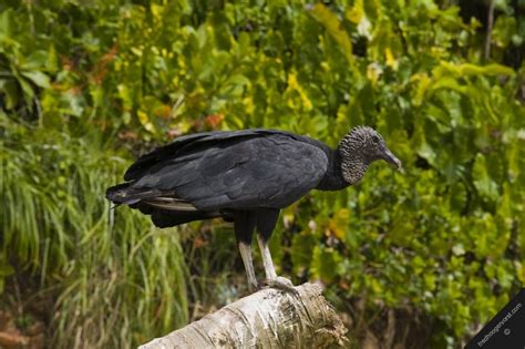 Vultures that we called Corbeau | Trinidad and tobago, Tobago, Trinidad