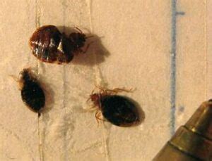 South Korea launches campaign to squash bedbugs after outbreak takes hold – Positively Sharing