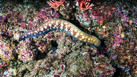 Eel Fact Sheet | Blog | Nature | PBS