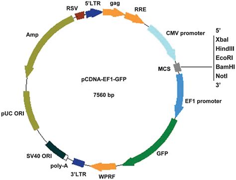 Lentivirus transduced interleukin‑1 receptor antagonist gene expression in murine bone marrow ...