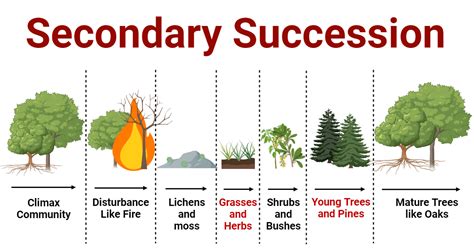 Secondary Succession: Stages, Examples, Importance